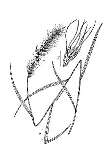 <i>Elymus canadensis</i> L. var. hirsutus (Farw.) Dorn