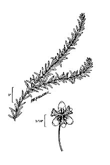 <i>Philotria canadensis</i> (Michx.) Britton