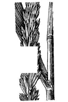 <i>Elymus cinereus</i> Scribn. & Merr.