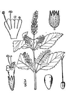 <i>Elsholtzia cristata</i> Willd.