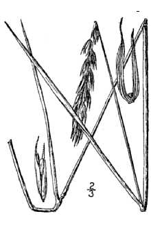 <i>Elymus virginicus</i> L. var. submuticus Hook.