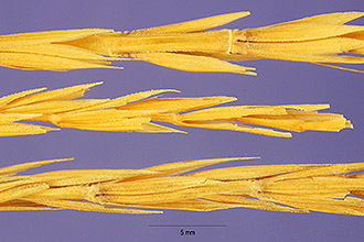 <i>Elymus cylindricus</i> (Franch.) Honda