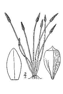 <i>Eleocharis monticola</i> Fernald var. pallida H. St. John