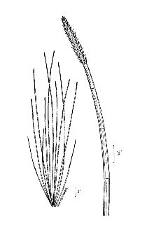 <i>Eleocharis elliottii</i> A. Dietr.