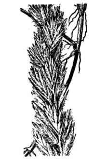 <i>Elymus flavescens</i> Scribn. & J.G. Sm.