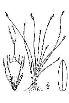 <i>Eleocharis flavescens</i> (Poir.) Urb. var. fuscescens (Kük.) Svens.