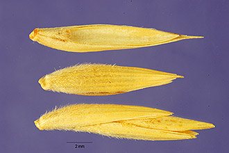 <i>Elymus arenarius</i> L. var. giganteus (Vahl) Schmalh.