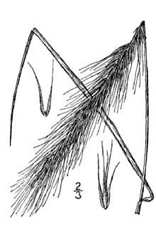 <i>Elymus glabriflorus</i> (Vasey ex L.H. Dewey) Scribn. & C.R. Ball var. glabriflorus