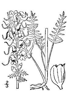 <i>Elephantella groenlandica</i> (Retz.) Rydb.