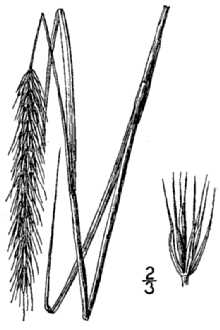 <i>Elymus halophilus</i> E.P. Bicknell