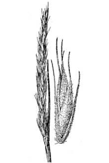 <i>×Agroelymus ontariensis</i> Lepage