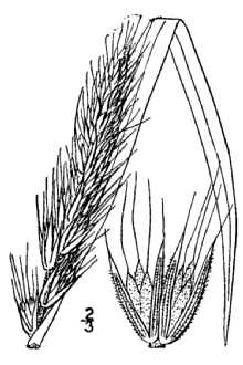 <i>Elymus virginicus</i> L. var. intermedius (Vasey) Bush