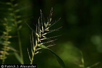 Eastern Bottlebrush Grass