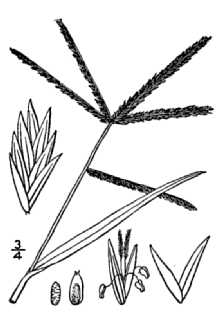 Indian Goosegrass