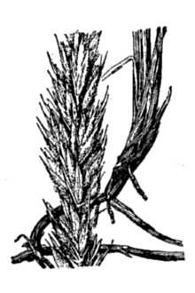 <i>Leymus velutinus</i> (Bowden) Á. Löve & D. Löve