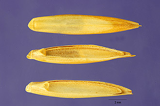 <i>Elytrigia intermedia</i> (Host) Nevski ssp. barbulata (Schur) Á. Löve