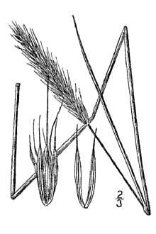 <i>Elymus striatus</i> Willd.