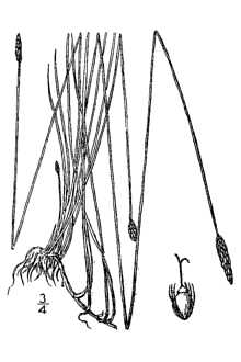 <i>Eleocharis xyridiformis</i> Fernald & Brack.