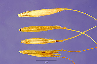 <i>×Agrohordeum macounii</i> (Vasey) Lepage var. valencianum Bowden