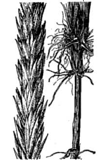 <i>Elymus arenarius</i> L. ssp. mollis (Trin.) Hultén