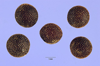 <i>Ellisia nyctelea</i> (L.) L. var. coloradensis Brand