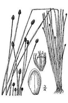 <i>Eleocharis obtusa</i> (Willd.) Schult. var. gigantea (C.B. Clarke) Fernald