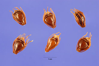 <i>Scirpus obtusus</i> Willd.