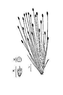 <i>Eleocharis obtusa</i> (Willd.) Schult. var. jejuna Fernald