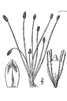 <i>Eleocharis obtusa</i> (Willd.) Schult. var. heuseri Uechtr.