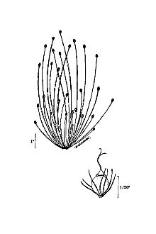 <i>Eleocharis obtusa</i> (Willd.) Schult. var. ovata (Roth) Drapalik & Mohlenbr.