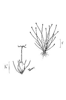 <i>Eleocharis parvula</i> (Roem. & Schult.) Link ex Bluff, Nees & Schauer var. coloradoens