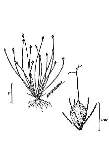 <i>Scirpus nanus</i> Spreng. var. anachaetus (Torr.) Britton