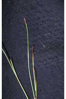 <i>Eleocharis pauciflora</i> (Lightf.) Link var. bernardina (Munz & I.M. Johnst.) Svens.