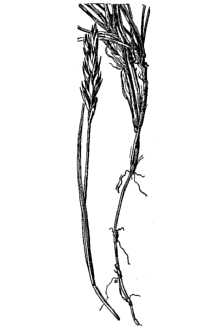 <i>Elymus triticoides</i> Buckley var. pacificus (Gould) Bowden