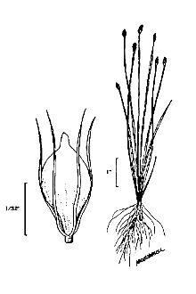 <i>Scirpus pauciflorus</i> Lightf.