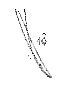 <i>Eleocharis quadrangulata</i> (Michx.) Roem. & Schult. var. crassior Fernald