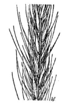 <i>Elymus subvillosus</i> (Hook.) Gould