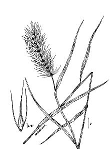 <i>Elymus canadensis</i> L. var. riparius (Wiegand) B. Boivin