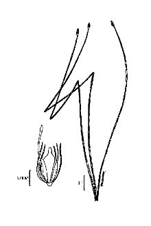 <i>Scirpus rostellatus</i> Torr.