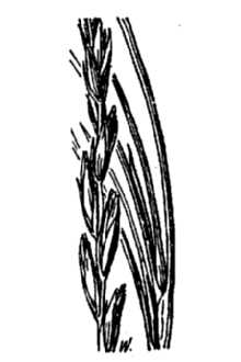 <i>Elymus ambiguus</i> Vasey & Scribn. var. strigosus (Rydb.) Hitchc.