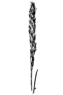 <i>Elymus triticoides</i> Buckley ssp. simplex (Scribn. & T.A. Williams) Á. Löve