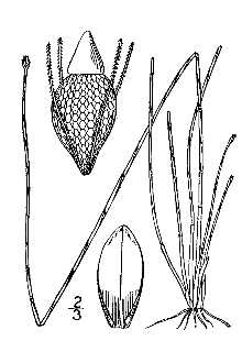 <i>Eleocharis tuberculosa</i> (Michx.) Roem. & Schult. var. pubnicoensis Fernald
