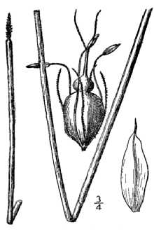 <i>Eleocharis calva</i> Torr. var. australis (Nees) H. St. John