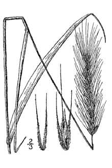 <i>Elymus virginicus</i> L. var. hirsutiglumis (Scribn.) Hitchc.