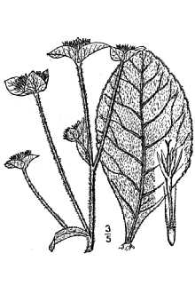 <i>Elephantopus carolinianus</i> Raeusch. var. simplex Nutt.