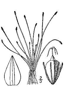 <i>Eleocharis microcarpa</i> Torr. var. filiculmis Torr.