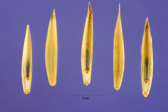 <i>Agropyron caninum</i> (L.) P. Beauv. var. mitchellii S.L. Welsh