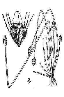 <i>Scirpus tuberculosa</i> Michx.