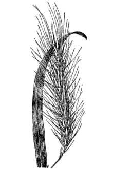 <i>Elymus villosus</i> Muhl. ex Willd. var. arkansanus (Scribn. & C.R. Ball) J.J.N. Cam