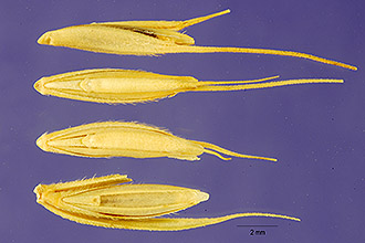 <i>Elymus canadensis</i> L. var. villosus (Muhl. ex Willd.) Shinners